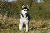 SIBERIAN HUSKY 781